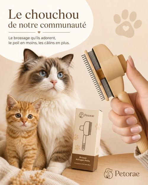 Brosse Atrap'Poils Petorae avec son emballage, chat et chaton