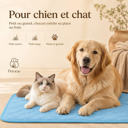 Pour chien et chat, petits et grands gabarits